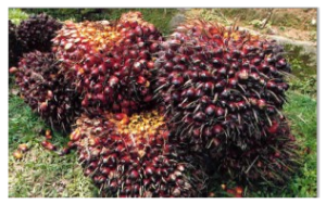 Kelapa Sawit